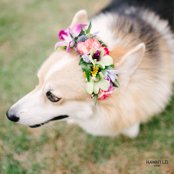 Dog Haku Lei - Hawaii Lei Stand