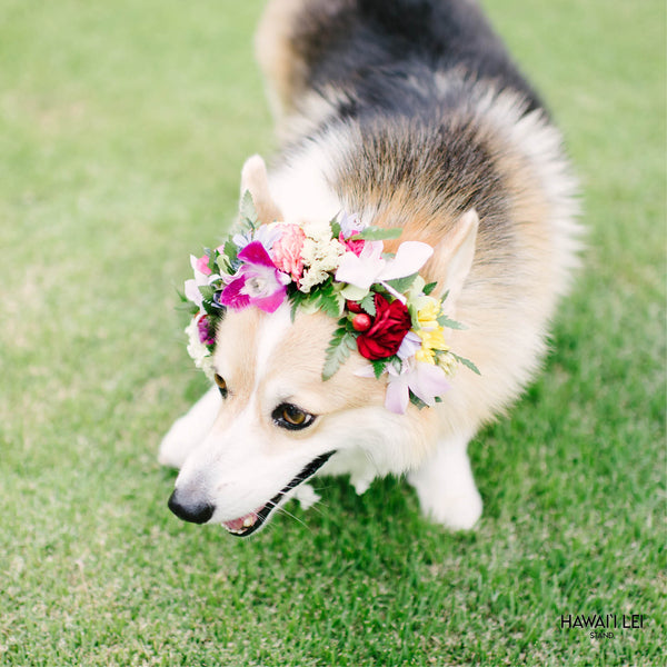 Dog Haku Lei - Hawaii Lei Stand