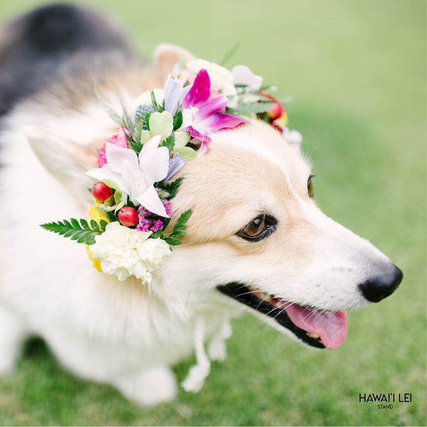 Dog Haku Lei - Hawaii Lei Stand