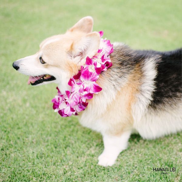 Doggy Double Orchid Lei (Small Dog - Purple) - Hawai'i Lei Stand - Lei Shipping
