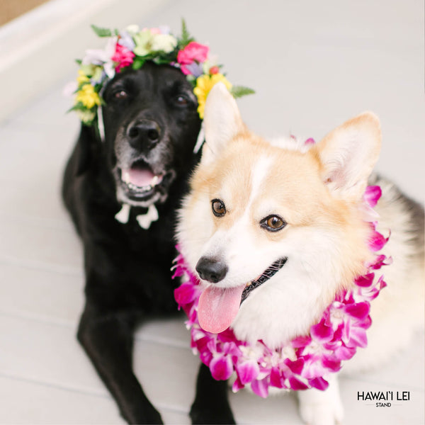 Doggy Double Orchid Lei (Small Dog - Purple) - Hawai'i Lei Stand - Lei Shipping