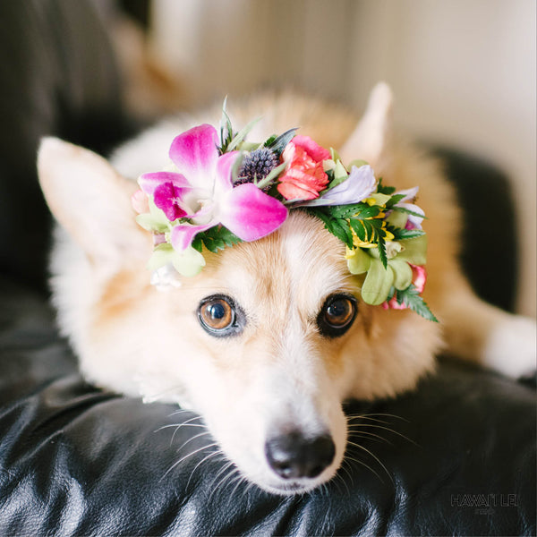 Dog Haku Lei - Hawaii Lei Stand