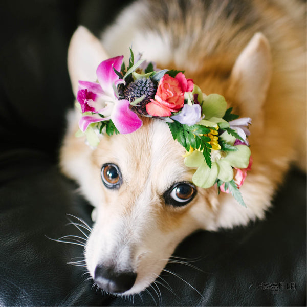 Dog Haku Lei - Hawaii Lei Stand
