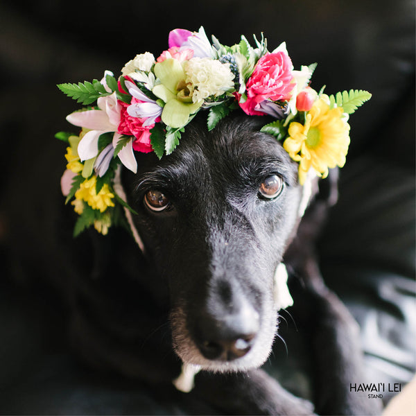 Dog Haku Lei - Hawaii Lei Stand