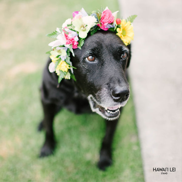 Dog Haku Lei - Hawaii Lei Stand