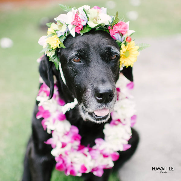 Dog Haku Lei - Hawaii Lei Stand