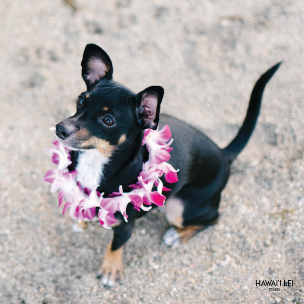 Doggy Single Orchid Lei (Small Dog) - Hawai'i Lei Stand - Lei Shipping