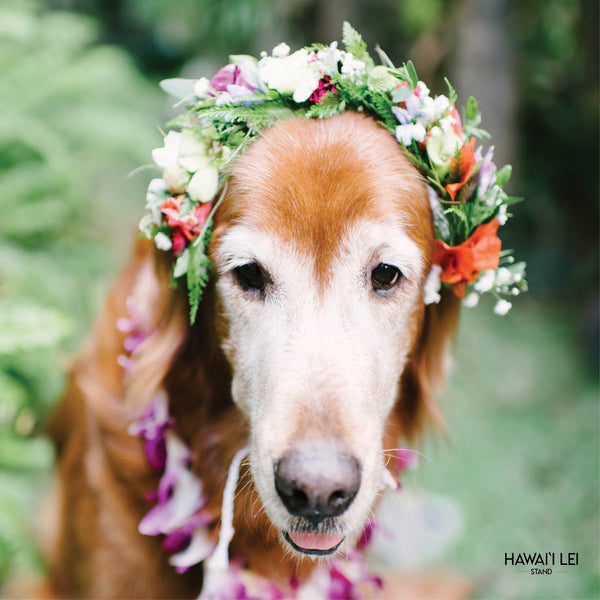 Doggy Haku (Medium Dog - Seasonal Colors Vary) - Hawai'i Lei Stand - Lei Shipping
