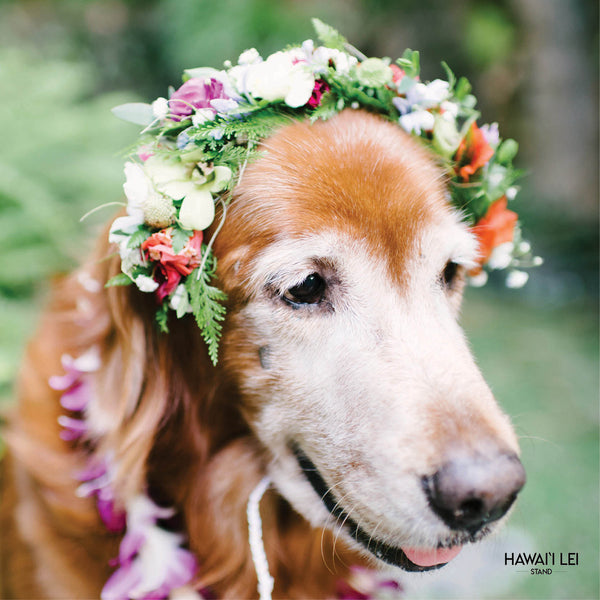 Doggy Haku (Medium Dog - Seasonal Colors Vary) - Hawai'i Lei Stand - Lei Shipping
