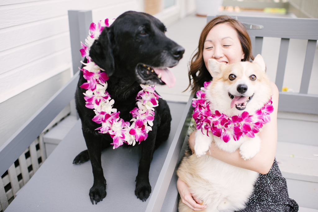 Treat Yo Pet With Handmade Lei For Dogs and Cats