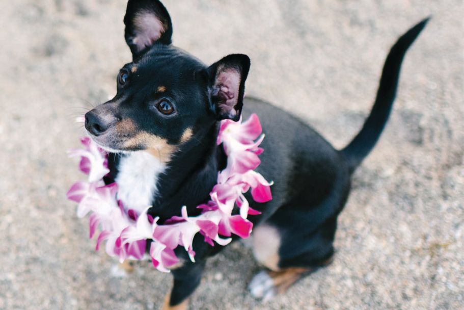 Flowers for the Whole Family: Try the Pet Lei