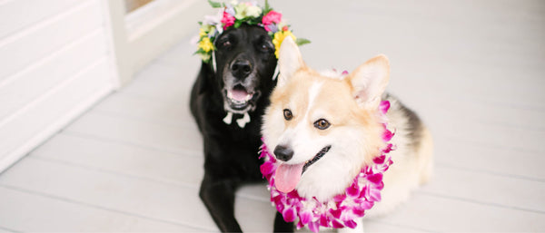 Cat & Dog Lei - Shipping & Delivery - Hawaii Lei Stand