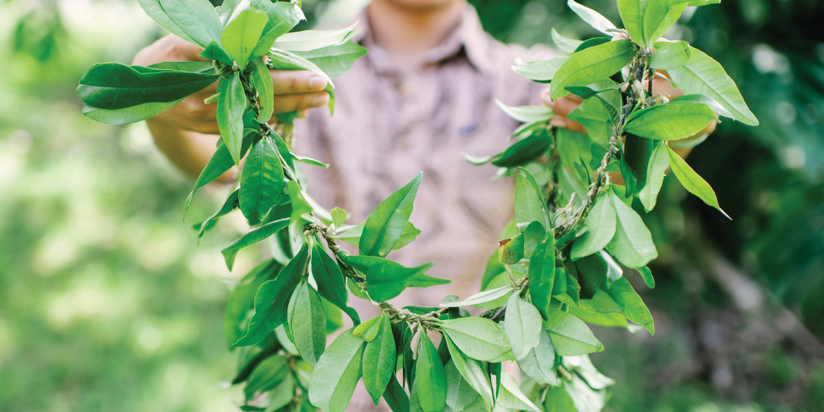 Sympathy Funeral Lei & Tropical Flowers Memorial Lei Ship Nationwide