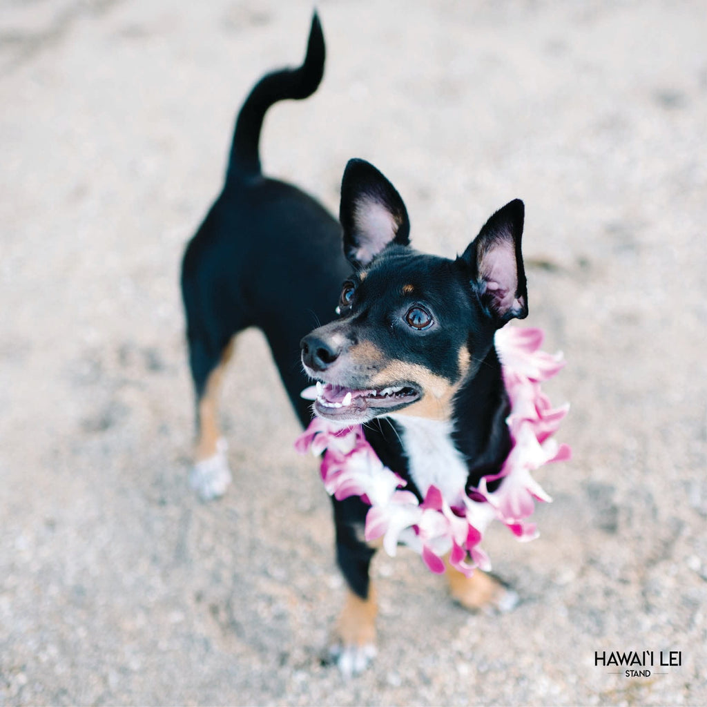 Doggy Single Orchid Lei (Small Dog) Lei Shipping And Delivery From Honolulu Hawaii