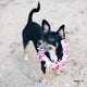 Doggy Single Orchid Lei (Small Dog) Lei Shipping And Delivery From Honolulu Hawaii