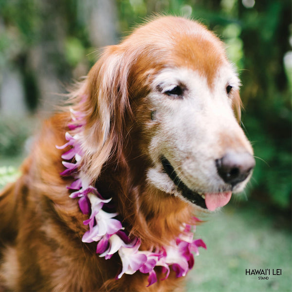 Doggy Single Orchid Lei (Large Dog) Lei Shipping And Delivery From Honolulu Hawaii