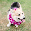 Doggy Double Orchid Lei (Small Dog - Purple) - Hawai'i Lei Stand - Lei Shipping