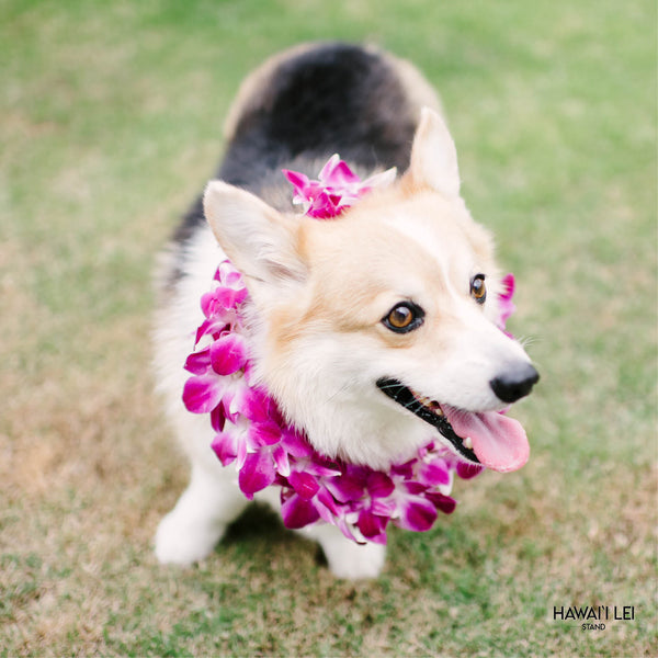 Doggy Double Orchid Lei (Small Dog - Purple) - Hawai'i Lei Stand - Lei Shipping