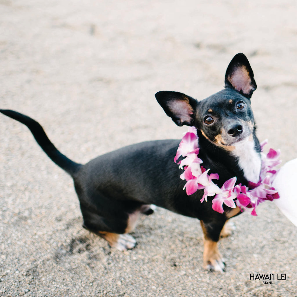 Doggy Single Orchid Lei (Small Dog) - Hawai'i Lei Stand - Lei Shipping