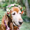 Doggy Haku (Medium Dog - Seasonal Colors Vary) - Hawai'i Lei Stand - Lei Shipping