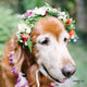 Doggy Haku (Medium Dog - Seasonal Colors Vary) - Hawai'i Lei Stand - Lei Shipping