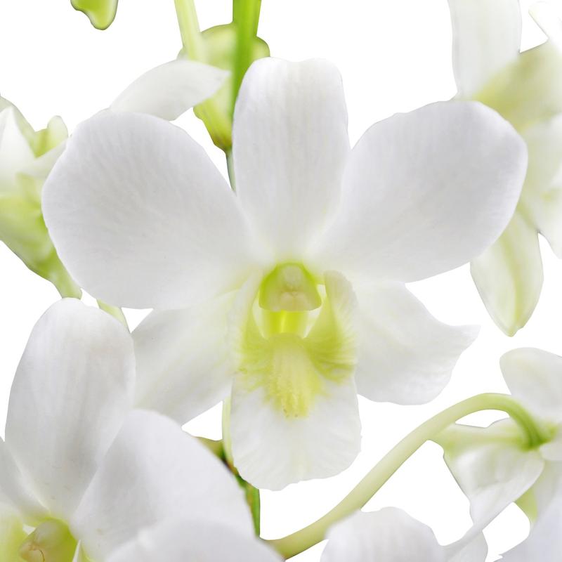 Loose Orchid Blooms (White) - Hawai'i Lei Stand - Lei Shipping