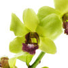 Loose Orchid Blooms (Green) - Hawai'i Lei Stand - Lei Shipping