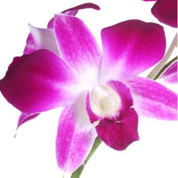 Loose Orchid Blooms (Purple) - Hawai'i Lei Stand - Lei Shipping